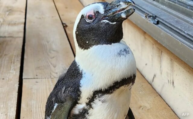 Pinguim japonês encontrado em segurança 2 semanas após a fuga, o guardião chama isso de “um milagre”