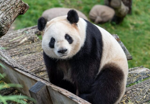 Zoológico da Finlândia devolverá dois pandas à China porque são muito caros