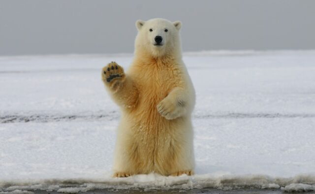 Urso polar aparece na Islândia pela primeira vez em 8 anos, morto a tiros pela polícia