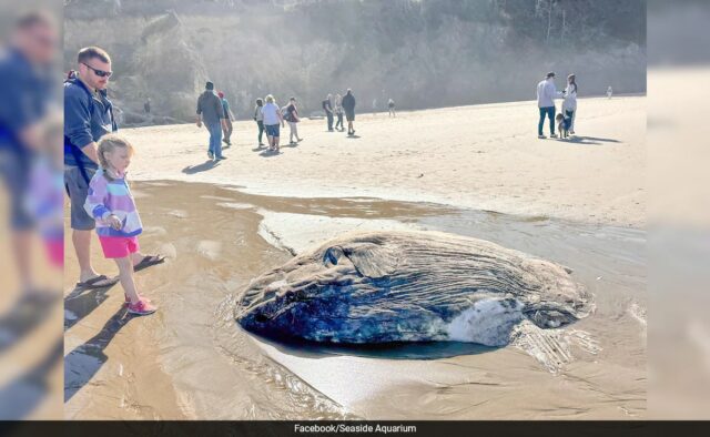 "Bastante agitação": peixe estranho com características alienígenas encontrado em praia dos EUA