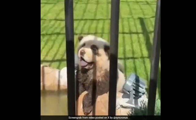 Ver: Cães ofegantes e latindo pintados como pandas no zoológico da China