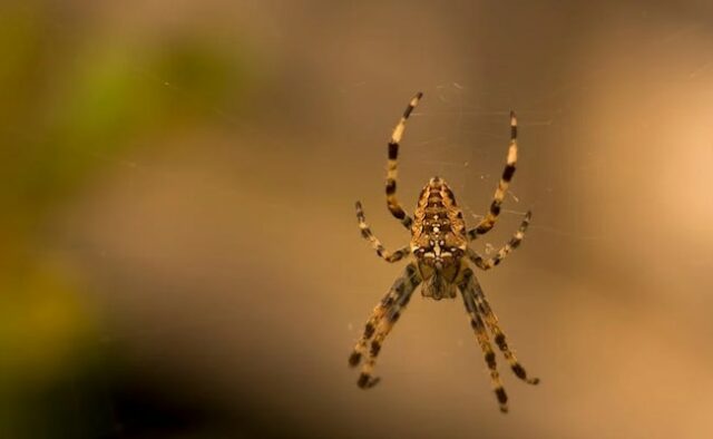 Homem britânico desenvolve doença carnívora após ser picado por uma aranha mortal