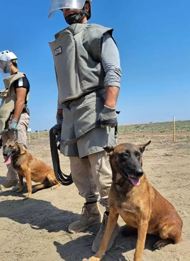 Conheça Oskar – possivelmente o cão mais corajoso do mundo que salva vidas todos os dias