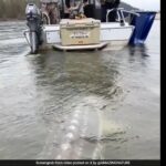 Internet atordoada por peixes gigantes parecidos com crocodilos em vídeo viral