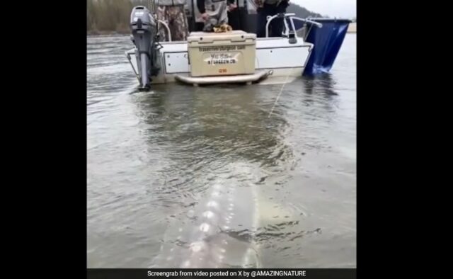 Internet atordoada por peixes gigantes parecidos com crocodilos em vídeo viral