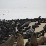 Focas saudáveis ​​em uma praia da Cidade do Cabo