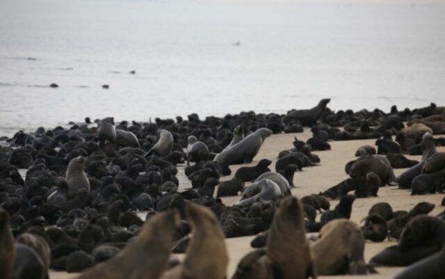 Focas saudáveis ​​em uma praia da Cidade do Cabo