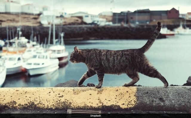 Perdido em Yellowstone, encontrado na Califórnia: a odisséia de 1.200 km do gato termina em uma reunião emocionante