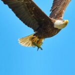 Golden Eagle ataca criança norueguesa, morta por guarda-caça: relatório