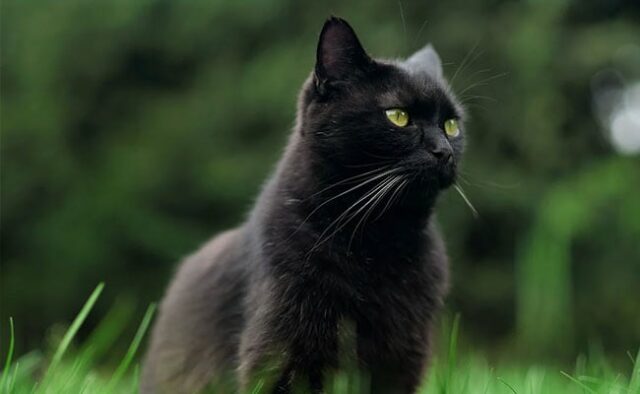 Equipes de resgate de gatos causam acidente de três veículos nos EUA e não conseguem pegar o gatinho