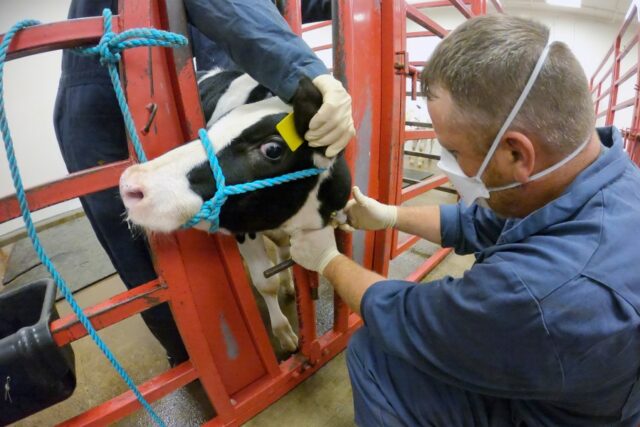 ARQUIVO - Nesta foto fornecida pelo Departamento de Agricultura dos EUA, um cuidador de animais coleta uma amostra de sangue de um bezerro leiteiro vacinado contra a gripe aviária em um prédio de contenção no centro de pesquisa do National Animal Disease Center em Ames, Iowa, na quarta-feira, 31 de julho , 2024. (Serviço de Pesquisa Agrícola do USDA via AP, Arquivo)