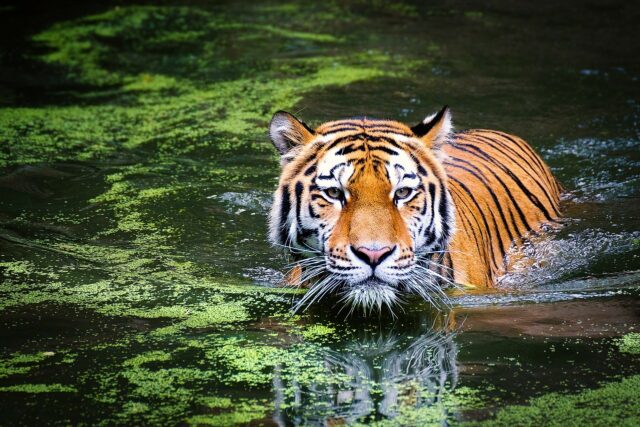 47 tigres morrem em zoológicos do Vietnã devido ao vírus da gripe aviária H5N1: relatório