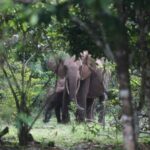 Elefante no Gabão