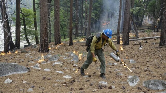 O bombeiro Charles VeaVea derrama chamas de uma tocha perto do rio Kings durante um incêndio prescrito no Parque Nacional Kings Canyon em 11 de junho de 2019. (Brian Melley / Associated Press)