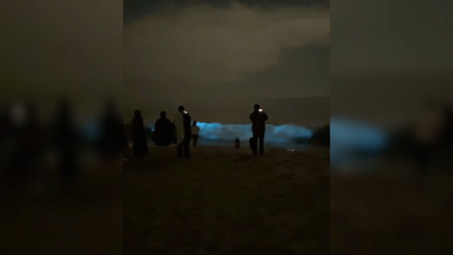 Multidões se aglomeram nas praias do sul da Califórnia para testemunhar ondas bioluminescentes