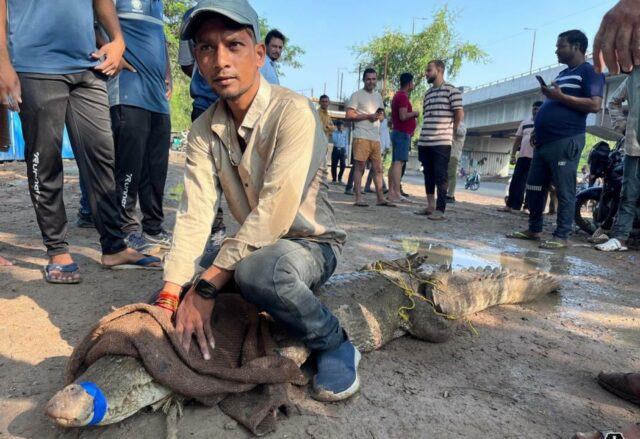 Gujarat: crocodilo assaltante de 2,5 metros de comprimento resgatado debaixo da ponte Vadodara