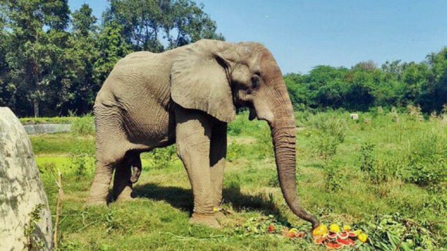 Shankar, o elefante... finalmente libertado