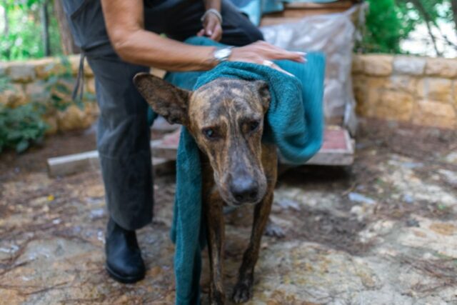 No Al Yarz Club, abrigo que recebeu Cieco, Barbara se ofereceu para dar banho no cachorro, poucos minutos antes de Israel lançar bombas de 900 quilos em Dahye, subúrbio ao sul de Beirute, na sexta-feira, 27 de setembro de 2024. (Tamara Saade/Al Jazeera )