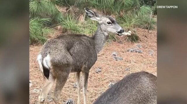 Floppy, o cervo, é visto com um grande osso alojado dentro de sua boca na área da trilha de caminhada do reservatório de Hollywood em 14 de outubro de 2024. (Drew Tappon)