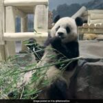 Pandas gigantes voaram da China para os EUA a bordo do 'Panda Express'