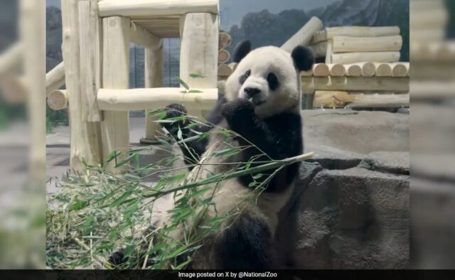 Pandas gigantes voaram da China para os EUA a bordo do 'Panda Express'