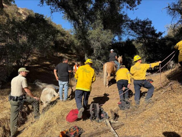 Cavalo preso chamado 'Tequila' resgatado de uma vala em Yucaipa