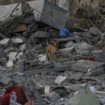 Cães vadios comem corpos nas ruas de Gaza enquanto a contagem de mortes chega a 42.400