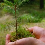 Semente de 1.000 anos revivida no deserto de Israel e se transforma em uma árvore de 3 metros