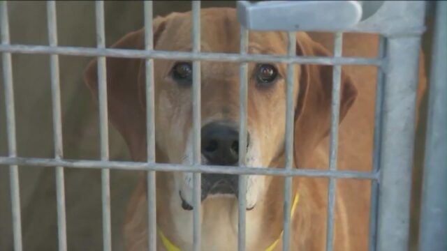 Os abrigos de animais em Los Angeles estão enfrentando uma crise de superlotação, já que os animais permanecem presos em condições precárias enquanto aguardam para serem adotados. (KTLA)