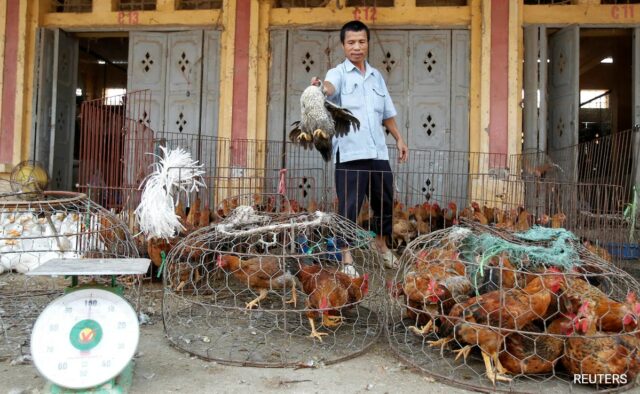 Dezenas de tigres e leões em cativeiro no Vietnã morrem de gripe aviária