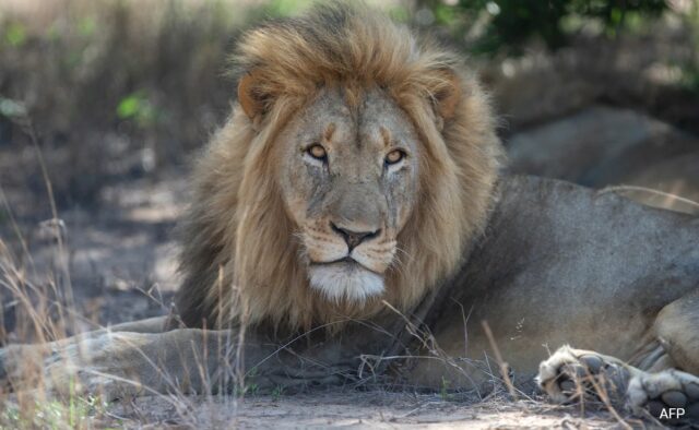 Lions Maul Zookeeper até a morte no Crimea Safari Park