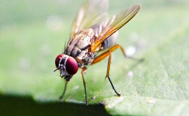 Cientistas mapeiam o cérebro da mosca da fruta, um avanço para insights humanos e animais