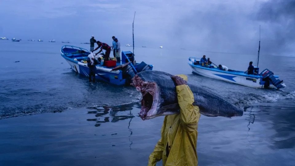 Os pescadores transportam o peixe dos seus barcos para Playita Mía, em Manta, onde o pescado é pesado, limpo e vendido para os mercados locais e para exportação internacional, no domingo, 7 de junho. - Johanna Alarcón / Los Angeles Times/Getty Images