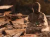 O suspeito do maior incêndio florestal de Spokane também foi acusado de iniciar outros dois incêndios no último ano.