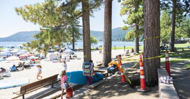 A Lake Tahoe murder mystery: Who is poisoning towering pine trees? A Lake Tahoe murder mystery: Who is poisoning towering pine trees?
