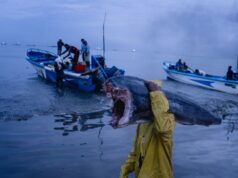 Misteriosos drones lançadores de bombas afundaram seus barcos de pesca, dizem os sobreviventes. Quem estava por trás dos ataques? Mysterious bomb-dropping drones sank their fishing boats, survivors say. Who was behind the attacks?