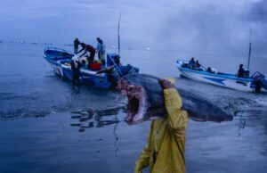 Misteriosos drones lançadores de bombas afundaram seus barcos de pesca, dizem os sobreviventes. Quem estava por trás dos ataques? Mysterious bomb-dropping drones sank their fishing boats, survivors say. Who was behind the attacks?