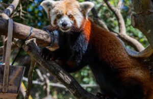 Mãe panda vermelha morre semanas após perda de filhotes recém-nascidos no zoológico da Califórnia Red panda mom dies weeks after loss of newborn cubs at California zoo