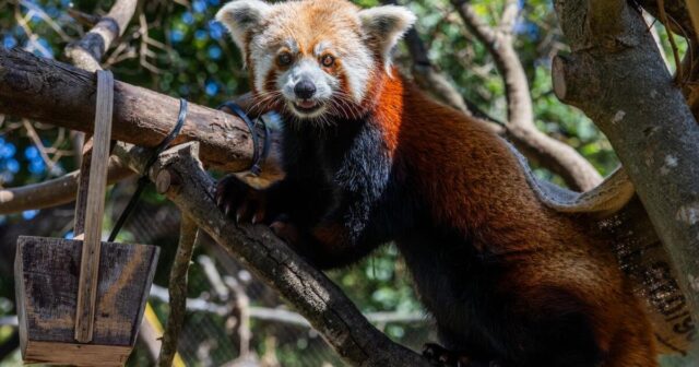 Red panda mom dies weeks after loss of newborn cubs at California zoo Red panda mom dies weeks after loss of newborn cubs at California zoo